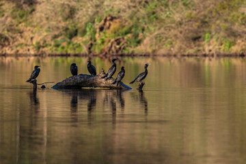 Little Black Cormorants on a sunken branch