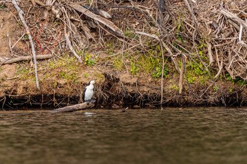 Little Pied Cormorant on a sunken branch