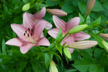 Pink lily flowers in a garden