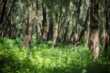 green grass in the forest