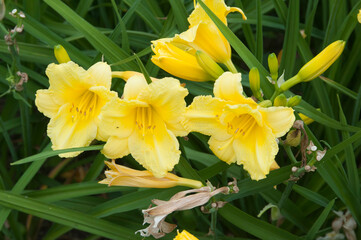 Obraz premium Daylily (Hemerocallis) flowers, close up