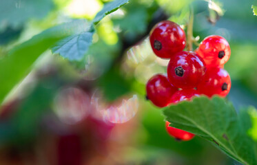 Red currant berries on a bush macro