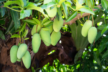 Close up of mangoes on a mango tree in plantation,Green mangoes on the tree