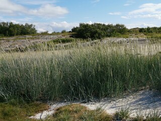 Torghatten Camping Resting Area Beautiful Nature and Flowers Brønnøysund Northern Norway