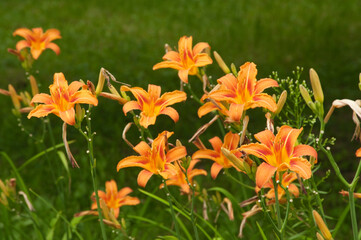 Daylily (Hemerocallis) flowers, close up