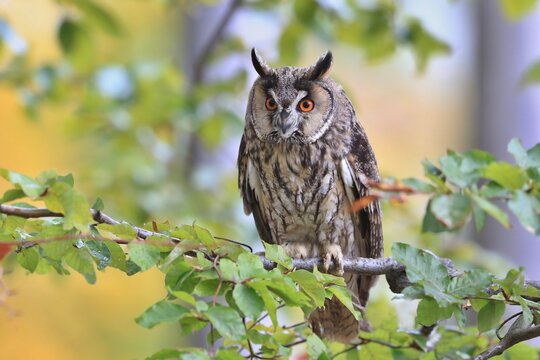 Wild European Long eared Owl Asio otus, sitting onbranch. Wildlife scene from nature.