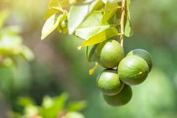 Green lemon lime on tree in garden,Fresh lime green on the tree with light bokeh background