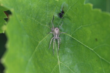 Unbekannte Spinne in Deutschland