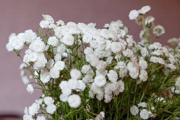 white spring flowers, Gypsophila close up on a pink background.