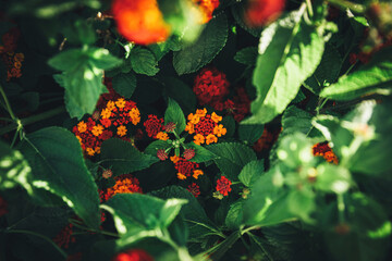 Juicy Red-orange Lantana flowers in green bush with sun flare