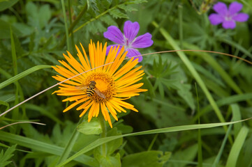 bee on an orange wild gerbera.