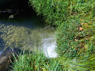 green grass and water
