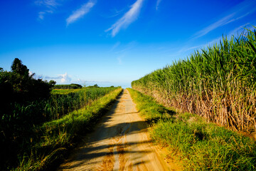 西表島 南風見田の浜