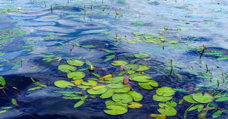 Banner of water lily leaves swaying on the waves in the lake