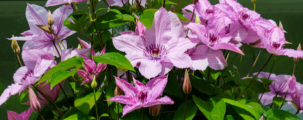 Banner of inflorescences of pink clematis
