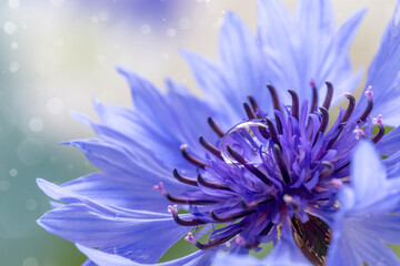 Image with a cornflower.