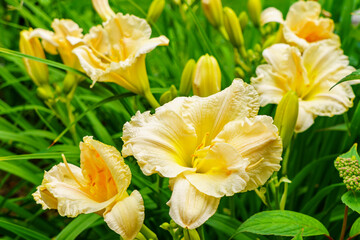Yellow inflorescences of daylilies among green leaves