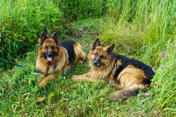 Two German shepherds looking at the camera