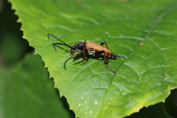 Bockkäfer 3,5 cm groß