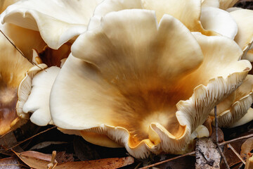 Ghost Fungus - Omphalotus nidiformis - bioluminescent & poisonous fungus - approx 200mm dia - NSW, Australia