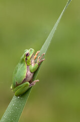 Little frog Hyla arborea on a blade of grass