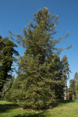 Fototapeta na wymiar Autumn Foliage of an Evergreen Dwarf Redwood Tree (Sequoia sempervirens 'Adpressa') in a Woodland Landscape in Rural West Sussex, England, UK
