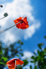 Poppy flower against the blue sky, bottom view up