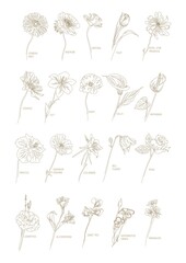 collection of different flowers