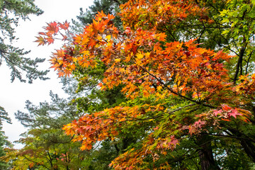 Maple (Acer) tree branch with orange vivid autumn leaves in Kenroku-en Garden in Kanazawa, Japan.