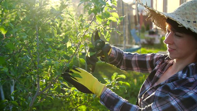 Concept of hobbies and country life. Young woman caring for trees in her garden