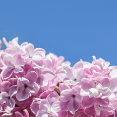 Flowering branch of lilac on a background of blue sky in spring garden