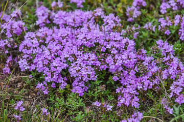field of lavender