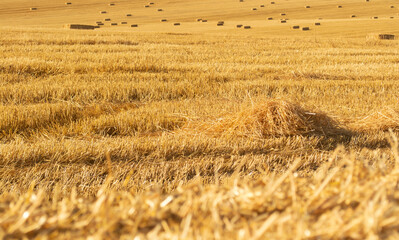 a golden wheat field in autumn, golden wheat field, hay bales in the field