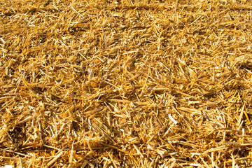 wheat field background