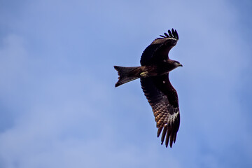 red tailed hawk