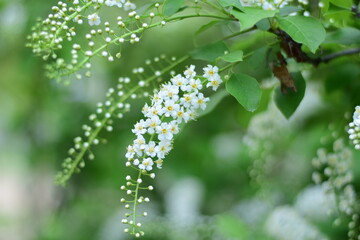 cherry blossoms in bloom