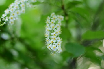 cherry blossoms in bloom
