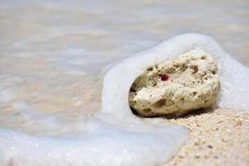 sea coral stone on the sand beach during summer day