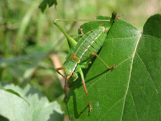 Barbitistes constrictus on green leaf.