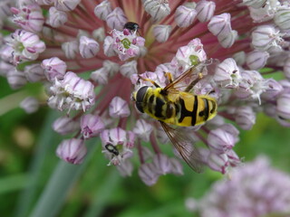 Myathropa florea on a flower.