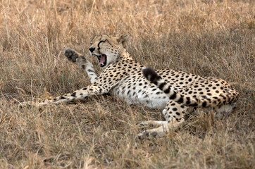 Naklejka premium A Cheetah (Acinonyx jubatus) resting in the late afternoon - Tanzania .