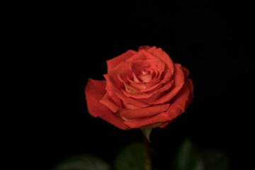 Rose on a black background