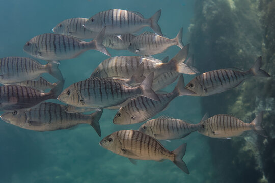 A school of Striped seabreams (Lithognathus mormyrus) in Mediterranean Sea