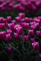 Fototapeta premium The tulips of The Netherlands