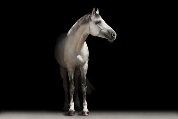 
White horse