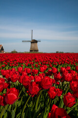 The red tulips of The Netherlands