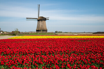 The red tulips of The Netherlands