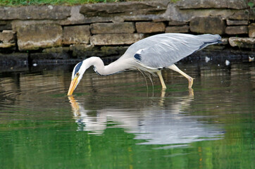 Grey heron fishing at the lake