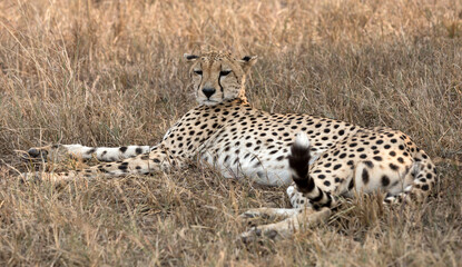 A Cheetah (Acinonyx jubatus) resting in the late afternoon - Tanzania	.