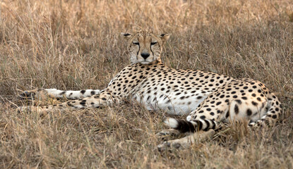 A Cheetah (Acinonyx jubatus) resting in the late afternoon - looking at the camera - Tanzania.